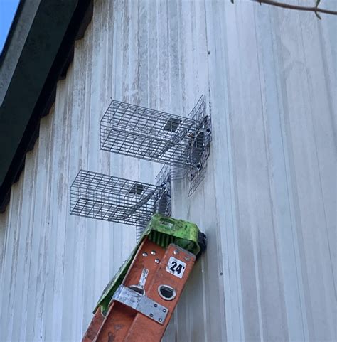 Trapping Squirrels - Humane Squirrel Traps - Critter Control