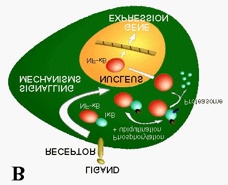 A Schematic Representation Of Some Members Of The Rel Nf B And I B