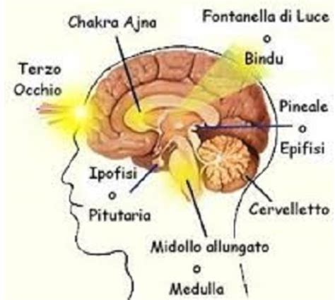 Ghiandola Pineale Le Sue Multeplici Funzioni Mednat News