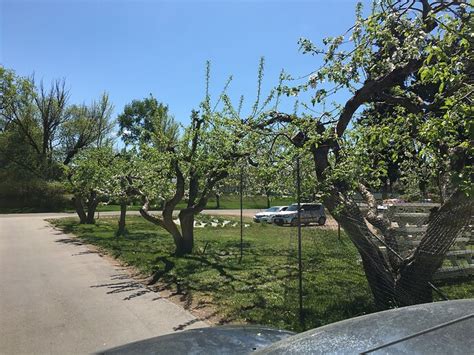 Pruning Old Apple Trees General Fruit Growing Growing Fruit