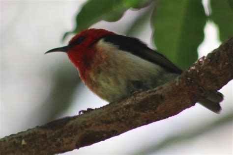 New Caledonian Myzomela From Hienghene New Caledonia On December 14