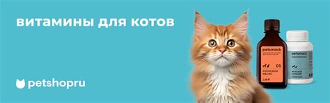 Антибиотики для кошек: правила применения и выбор препарата