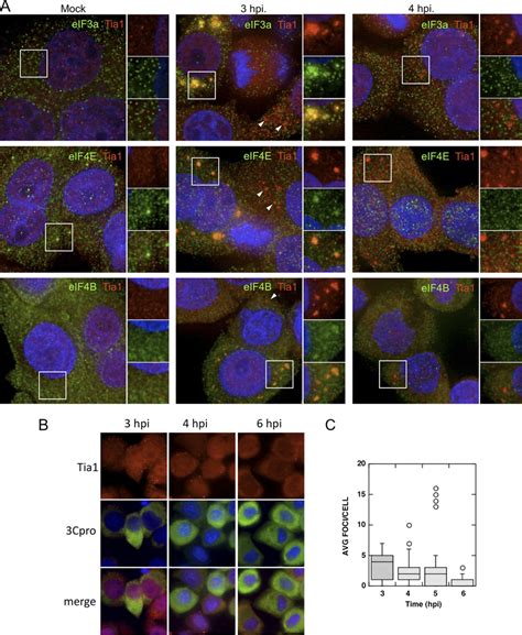 Virus Induced Stress Granules Are Inhibited During Infection A Hela