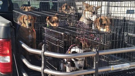 Realizan feria de adopción en Torreón y nadie adoptó a los perritos