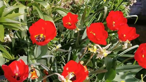 Tulip Lalibela A Very Large Flowered Bright Scarlet Red Darwin Hybrid