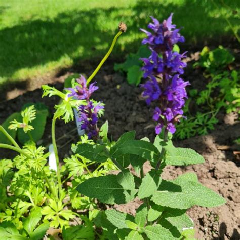 Salvia Nemorosa Ostfriesland Syn Salvia Nemorosa East Friesland