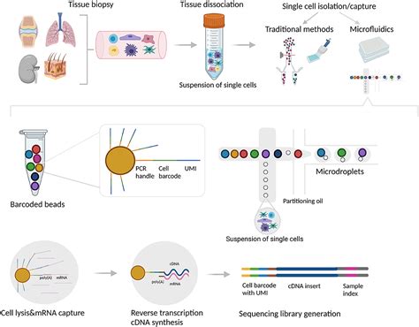 Comparative Transcriptomics From Intestinal Cells Of Off