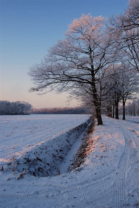 Bildet landskap tre natur gren snø kald vinter anlegg hvit