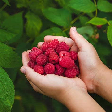 Picking Your Own Raspberries NARBA