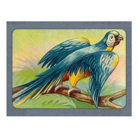 Vintage Parrot Print Postcard In 2021 Vintage Parrot
