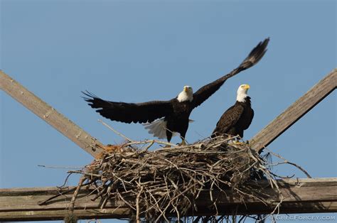 Florida Bald Eagle Nest Disturbance Monitoring