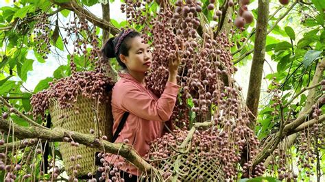 Harvest fireballs to sell at the market buy dog food l Lý Thị Sai