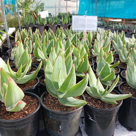 Aloe Striata 1ga Dryoasisplants