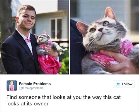 35 Most Meme Tastic Twitter Cats Of 2016