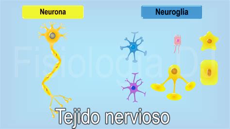 Tejido Nervioso Estructura