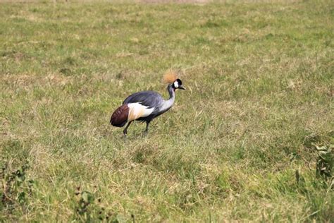 The National Bird Of Kenya Stock Photos Royalty Free The National Bird