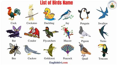 Birds Name List Of Birds Name In English And Hindi With Pictures