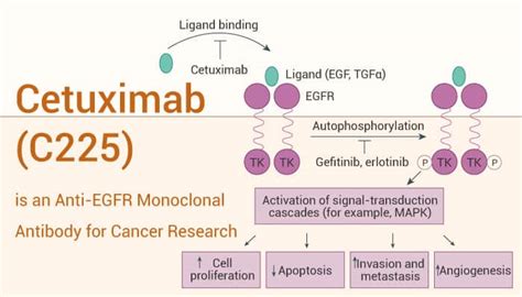 Cetuximab Archives Network Of Cancer Research