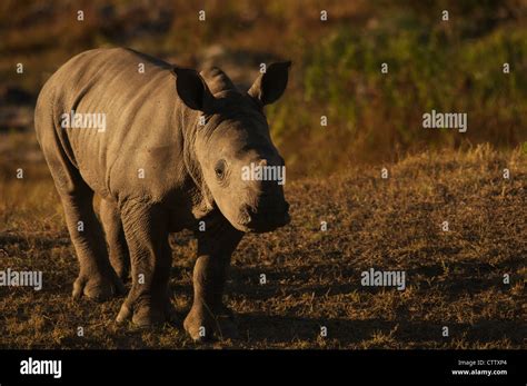 Baby White Rhino Stock Photo Alamy