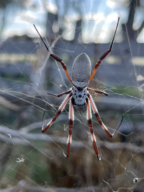 Australian Golden Orbweaver From Kiernan St Bearii Vic Au On March