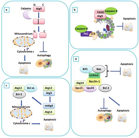 Atg Atg A C And Class Iii Pi Kinase Vps Complex D Dependent