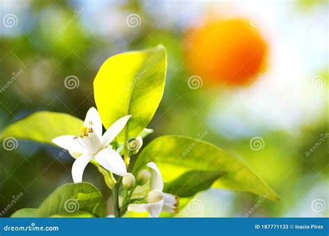 Orange tree flower stock image. Image of flora, macro - 187771133