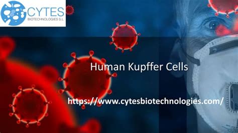 Human Kupffer Cells Ppt