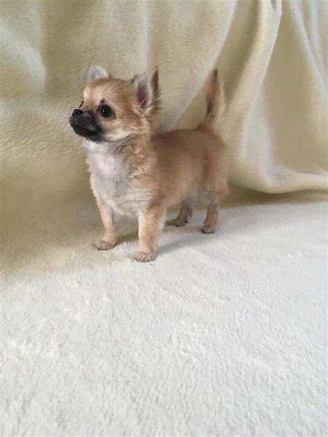 Long Coat Chihuahua Puppy KC Reg | in Birtley, County Durham | Gumtree