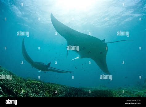 Manta Over Reef Manta Alfredi Micronesia Yap Stock Photo Alamy