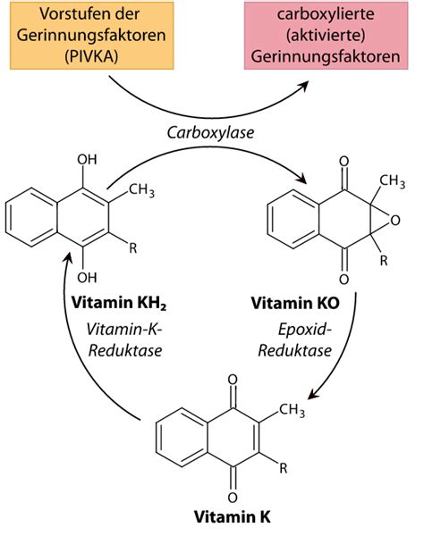 Nahrungserg Nzung Vitamin K Ann Nix Doccheck