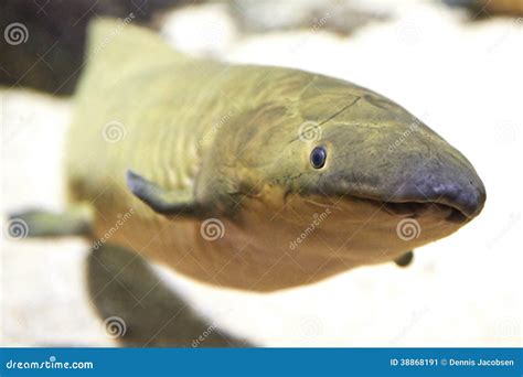 Australian Lungfish Or Queensland Lungfish Or Neoceratodus Forsteri A