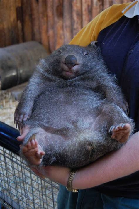 The Wombat Who Is So At Home In These Loving Arms Cute Wombat Cute