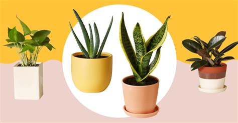 12 plantas que atraen energía positiva al hogar y al organismo