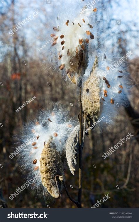 Common Milkweed Asclepias Syriaca Seed Pod Stock Photo 1242295300