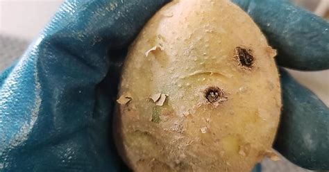 Trypophobia Taters Album On Imgur