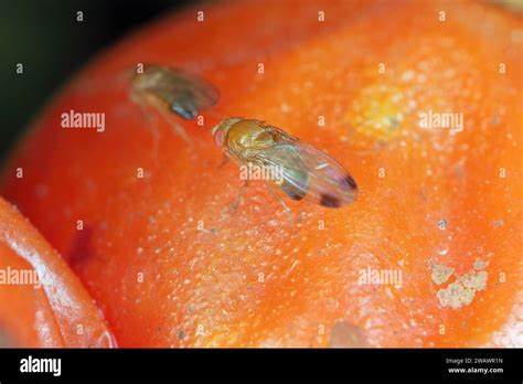 Cherry Drosophila Called Also Spotted Wing Drosophila Drosophila