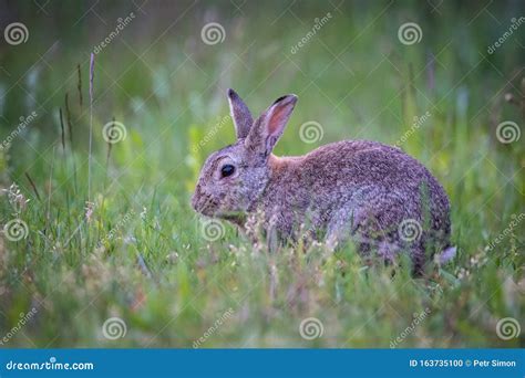 Coniglio Europeo Oryctolagus Cuniculus Fotografia Stock Immagine Di