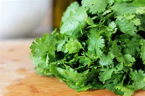 Cilantro El Perejil Chino Con Diversos Nombres Como Coriandro