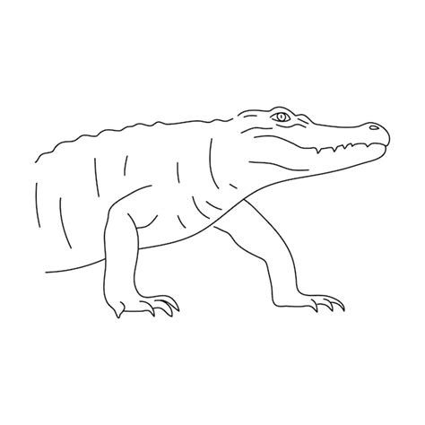 Premium Vector Doodle Of Crocodile Hand Drawn Vector Illustration