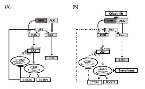 Schematic Diagram Of Signaling Pathways In Alk Positive Alcl Cells A Download Scientific