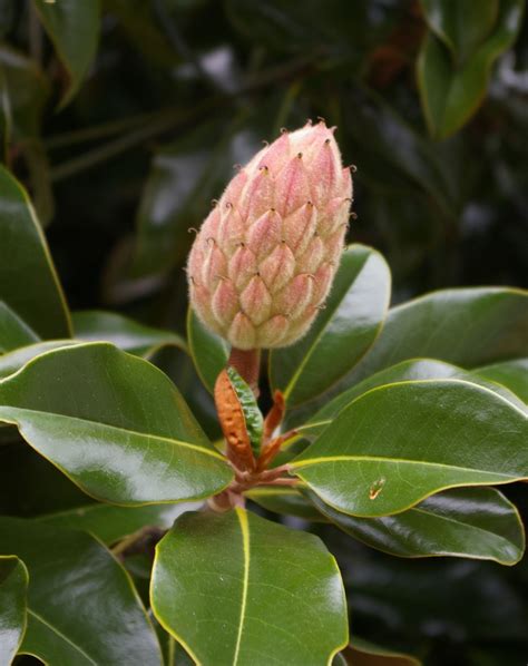 Magnolia Grandiflora Trees And Shrubs Online