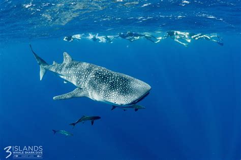 Can a Whale Swallow a Human? | Three Islands Whale Shark Dive
