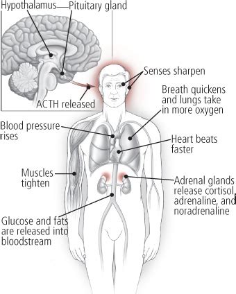 SafeBeat Initiative: Hearts And Minds: How Stress And Negative Emotions Affect The Heart