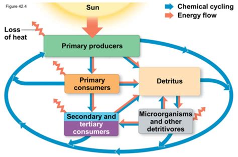 Ecosystem And Energy Chapter 42 Flashcards Quizlet