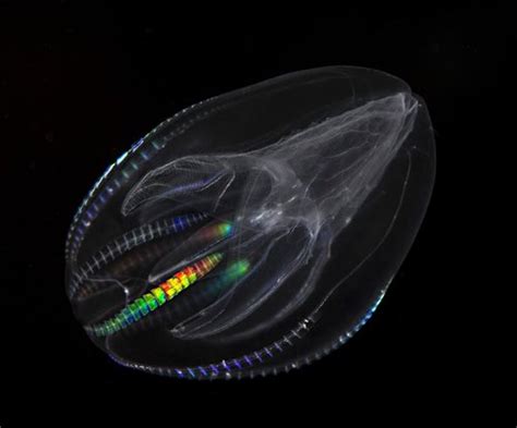 Sea Gooseberry Pleurobrachia Bachei Exotic Aquaculture