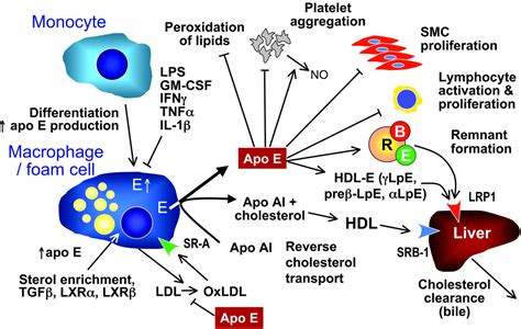 Apolipoprotein E And Atherosclerosis Arteriosclerosis Thrombosis