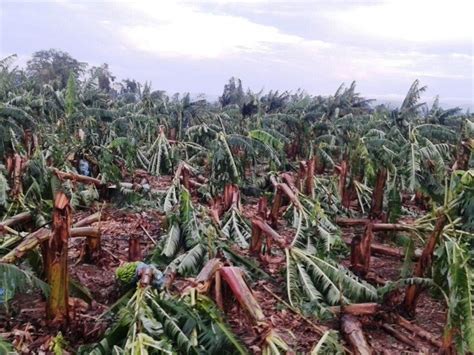 G1 Chuva De Granizo Destrói Plantações E Causa Prejuízo De R 15 Mi