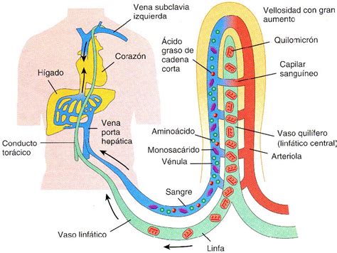 Absorción De Los Nutrientes Blog De Biología