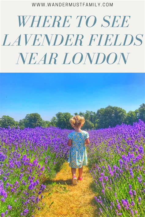 Where To See Lavender Fields Near London Best Lavender Fields Near