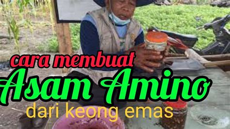 Cara Membuat Asam Amino Dari Keong Emas Untuk Tanaman YouTube